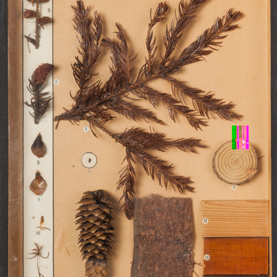 IES_CARDENALCISNEROS_BOTÁNICA_I_005