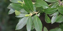 Madroño - Hoja (Arbutus unedo)