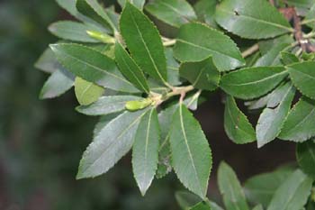 Madroño - Hoja (Arbutus unedo)