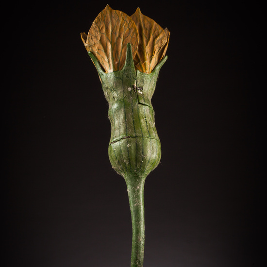 IES_ISABELLACATOLICA_BIOLOGIA_052