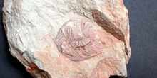 Paradoxides sp. (Trilobites) Cámbrico