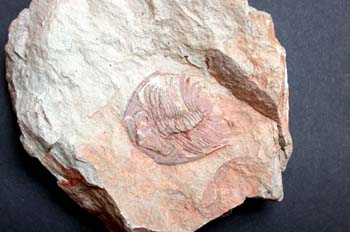 Paradoxides sp. (Trilobites) Cámbrico