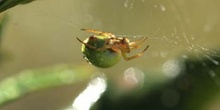 Araña común verde (Araniella curcubutina)