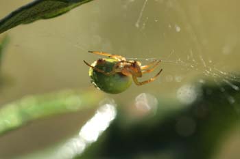Araña común verde (Araniella curcubutina)