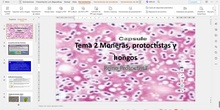 Tema 2 Moneras, protoctistas y hongos (II): Reino protoctista