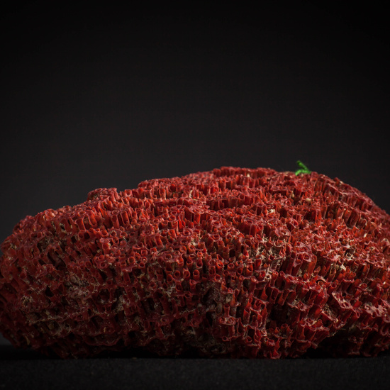 IES_CARDENALCISNEROS_CONCHAS_099