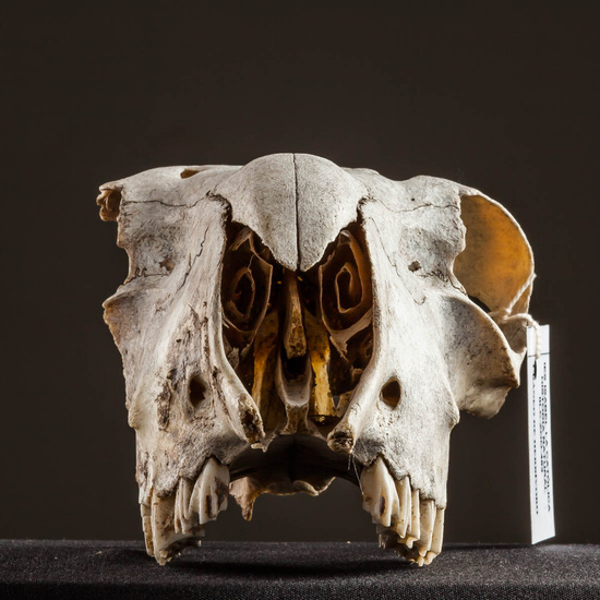 IES_ISABELLACATOLICA_BIOLOGIA_556