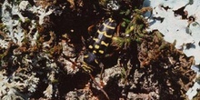 Plagionotus arcuatus