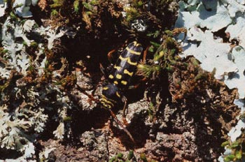 Plagionotus arcuatus