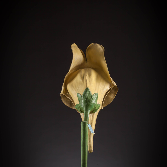 IES_CARDENALCISNEROS_BOTANICA_III_MODELOS_043