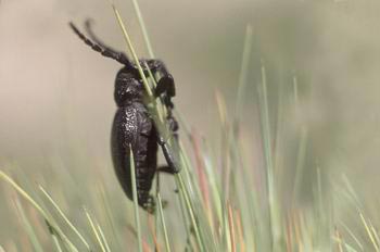 Longicornio zapador (Dorcadion castilianum)