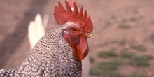 Gallo doméstico (Gallus gallus)