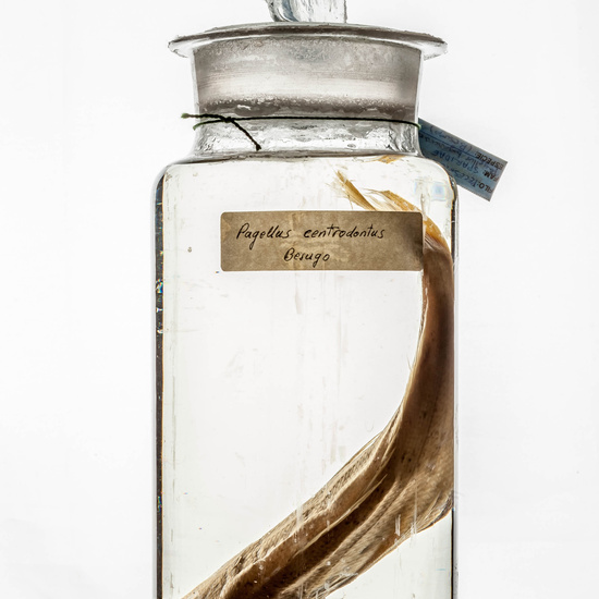 IES_CARDENALCISNEROS_CIENCIASNATURALES_354