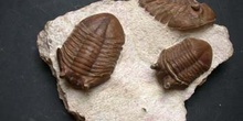 Asaphus kowaleski (Trilobites) Ordovícico