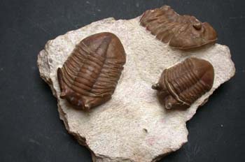 Asaphus kowaleski (Trilobites) Ordovícico