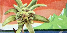 Edelweiss, flor de las nieves (Lentopodium alpinum)