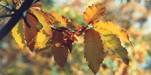 Castaño - Hojas (Castanea sativa)