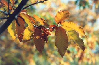 Castaño - Hojas (Castanea sativa)