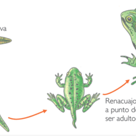 La metamorfosis de las ranas