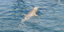 Delfín mular (Tursiops truncatus)
