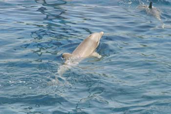 Delfín mular (Tursiops truncatus)