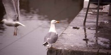 Gaviota patiamarilla (Larus cachinnans)