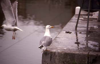 Gaviota patiamarilla (Larus cachinnans)