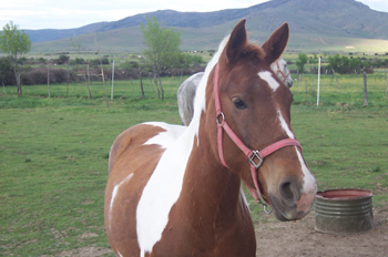 Primer plano de caballo