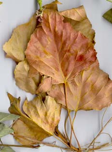 Hojas de chopo lombardo