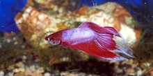 Pez luchador (Betta splendens)