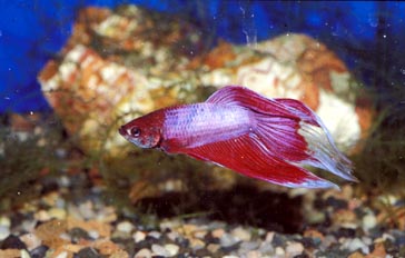 Pez luchador (Betta splendens)