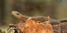 Tritón ibérico (Triturus boscai)