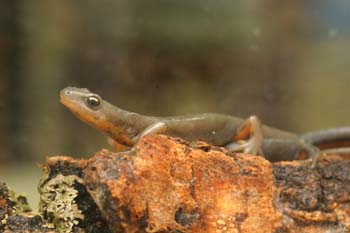 Tritón ibérico (Triturus boscai)