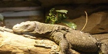 Varano (Varanus sp.)