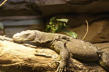 Varano (Varanus sp.)