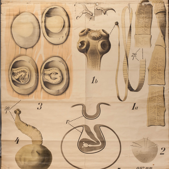 IES_RAMIRODEMAEZTU_BIOLOGIA_060