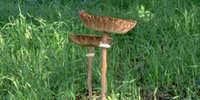 Parasol (Macrolepiota procera)