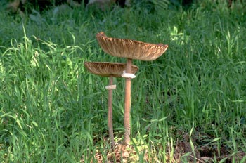 Parasol (Macrolepiota procera)