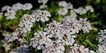 Flores blancas de Iberis semperflorens