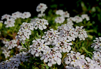 Flores blancas de Iberis semperflorens
