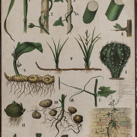 IES_CARDENALCISNEROS_BOTÁNICA_II_LÁMINAS_025