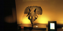 Ceratópsido (Dinosaurio con cuernos), Museo del Jurásico de Astu