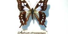 Graphium stressemani (Indonesia)