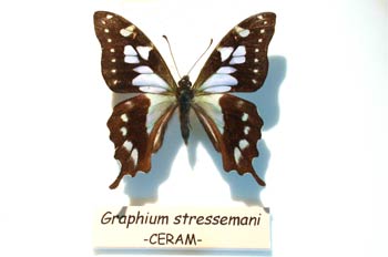 Graphium stressemani (Indonesia)