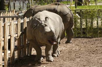 Rinoceronte indio (Rhinoceros unicornis)