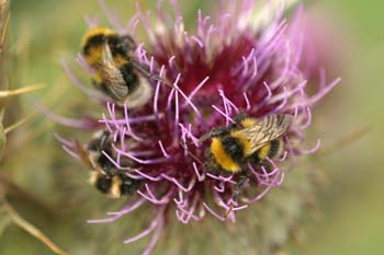 Abejorro (Bombus hortorum)