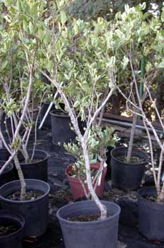 Ligustrum texanum aurea