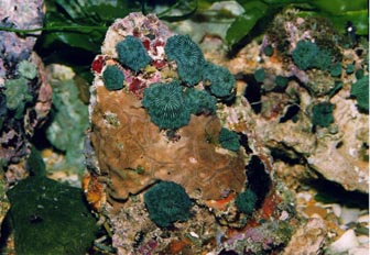 Anémona de disco (Actinodiscus sp.)