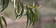 Eucalipto azul - Hoja (Eucalyptus globosus)