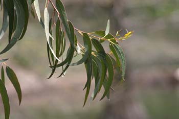 Eucalipto azul - Hoja (Eucalyptus globosus)